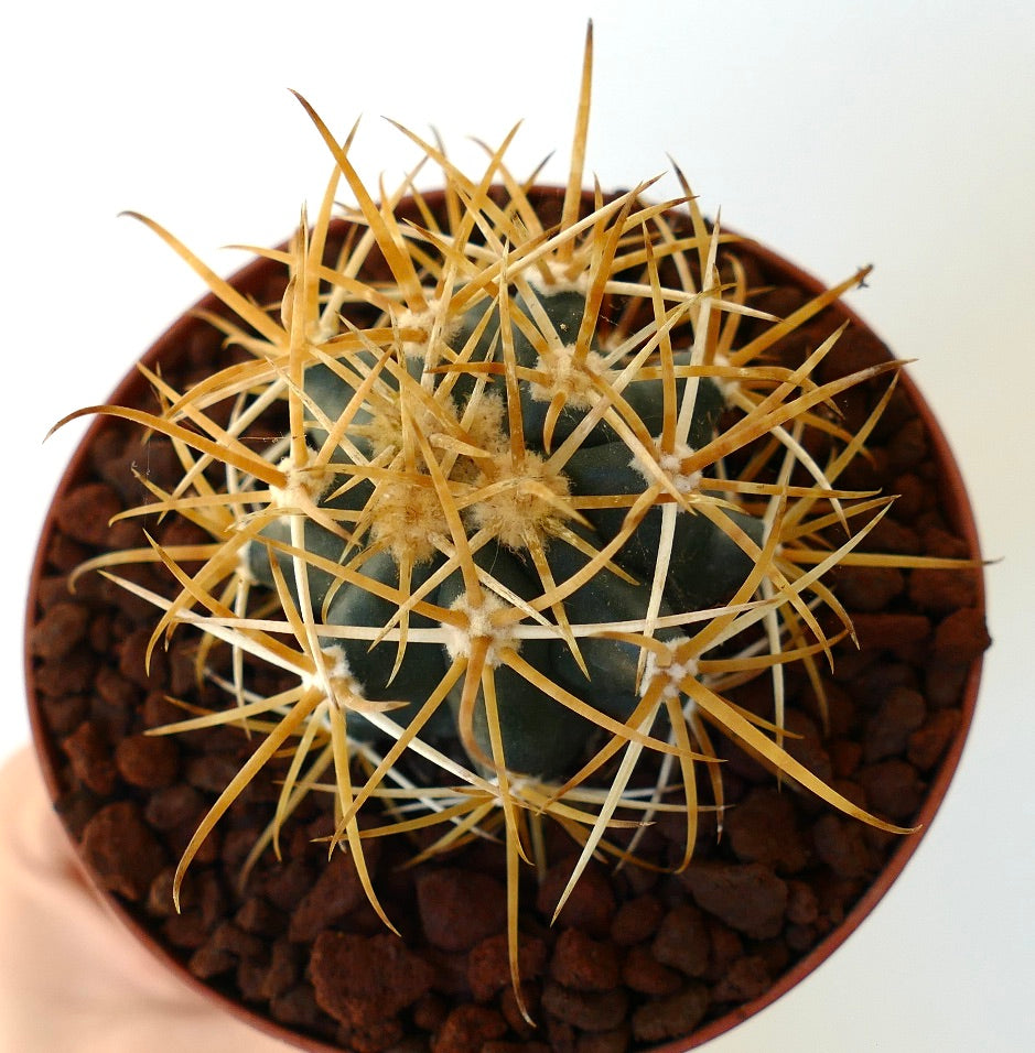 Ferocactus chrysacanthus cactus with long yellow spines in small pot