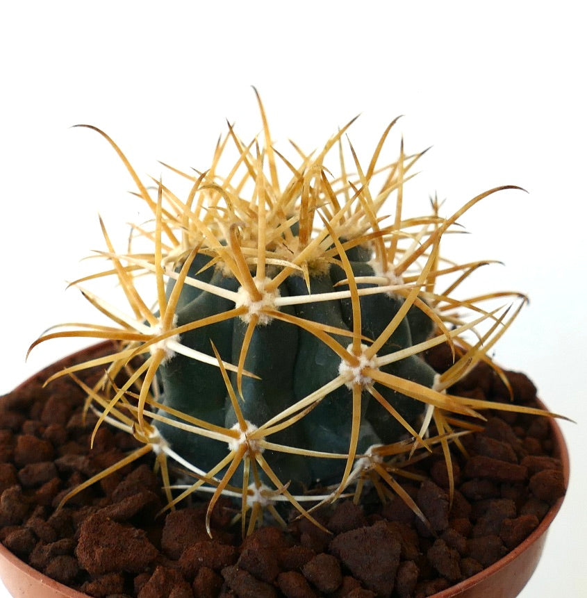 Ferocactus chrysacanthus cactus with dense yellow spines in small pot