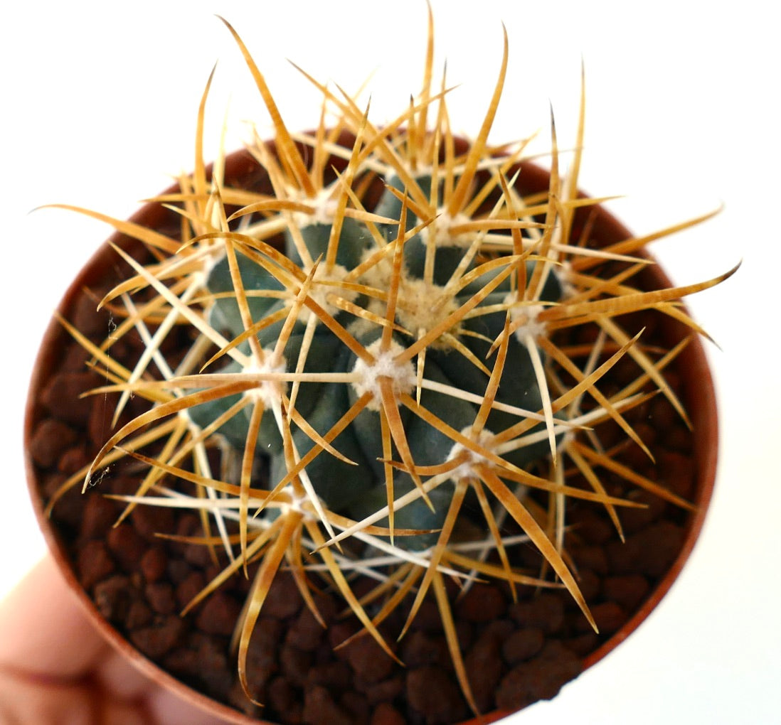 Ferocactus chrysacanthus YELLOW ORANGE SELECTED