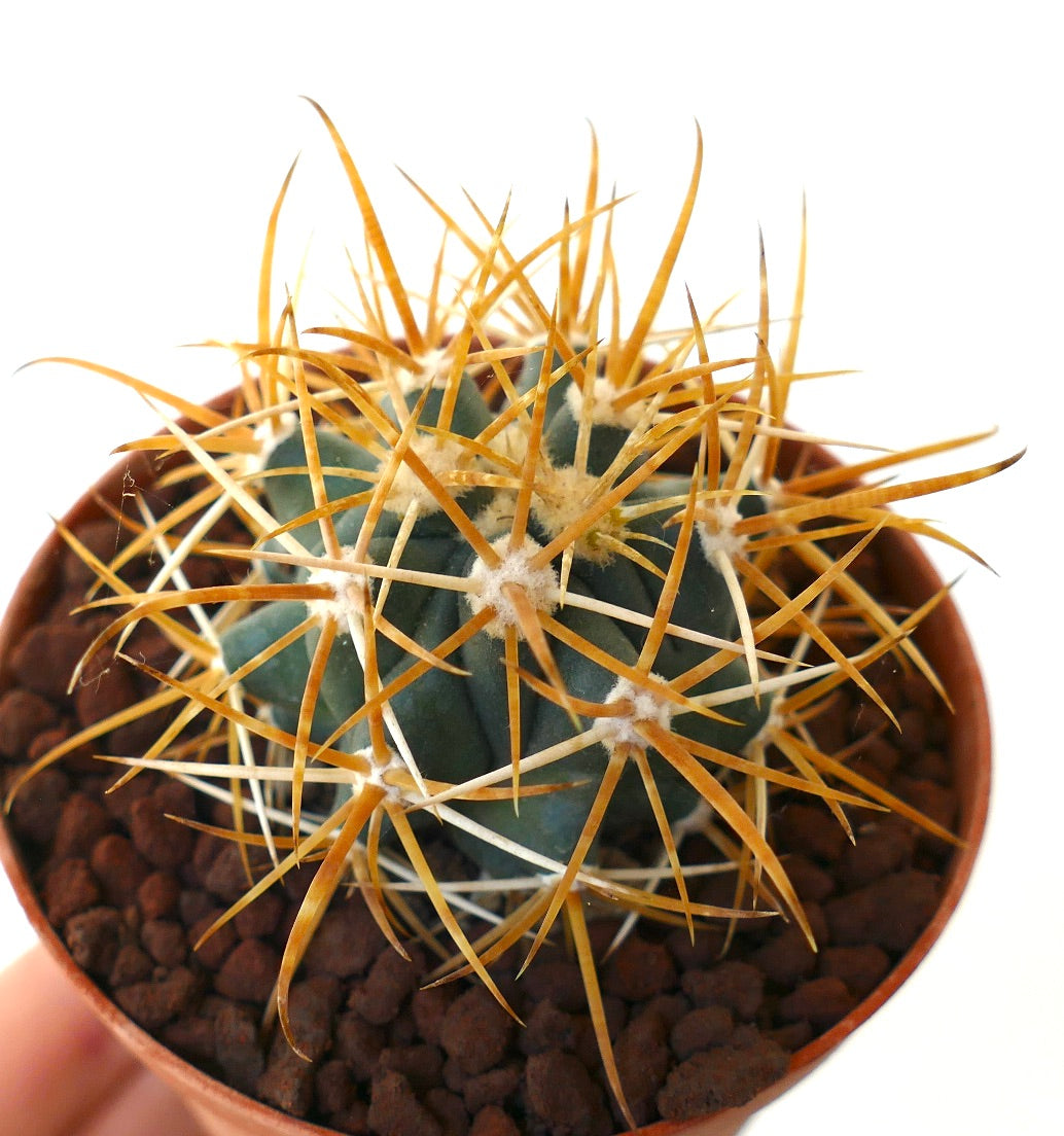 Ferocactus chrysacanthus YELLOW ORANGE SELECTED