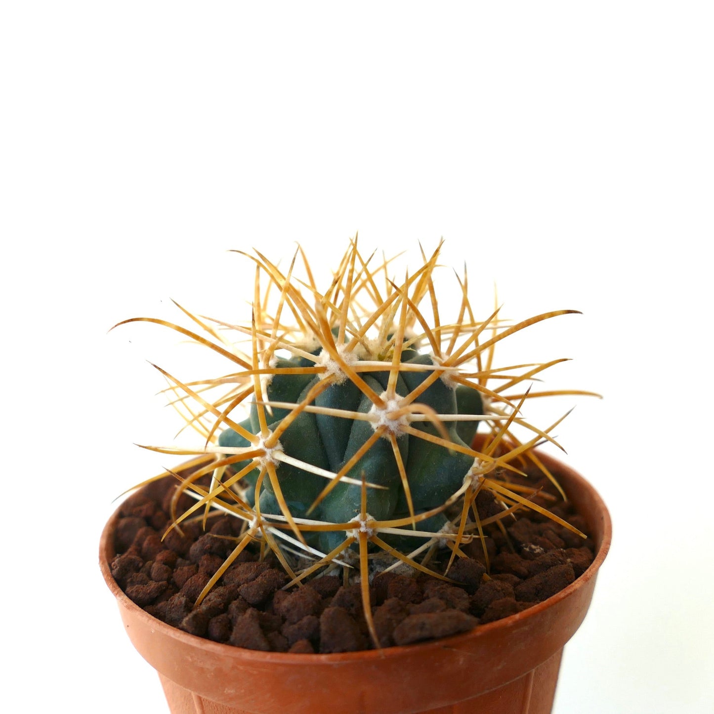 Ferocactus chrysacanthus YELLOW ORANGE SELECTED