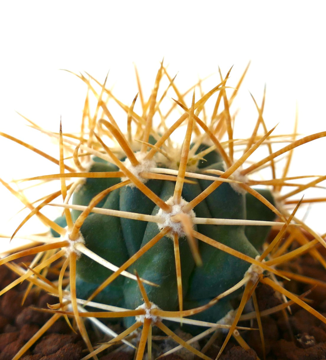 Ferocactus chrysacanthus YELLOW ORANGE SELECTED