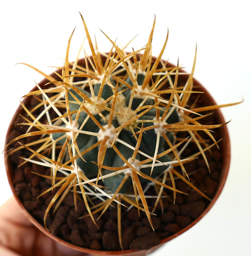 Ferocactus chrysacanthus YELLOW ORANGE SELECTED