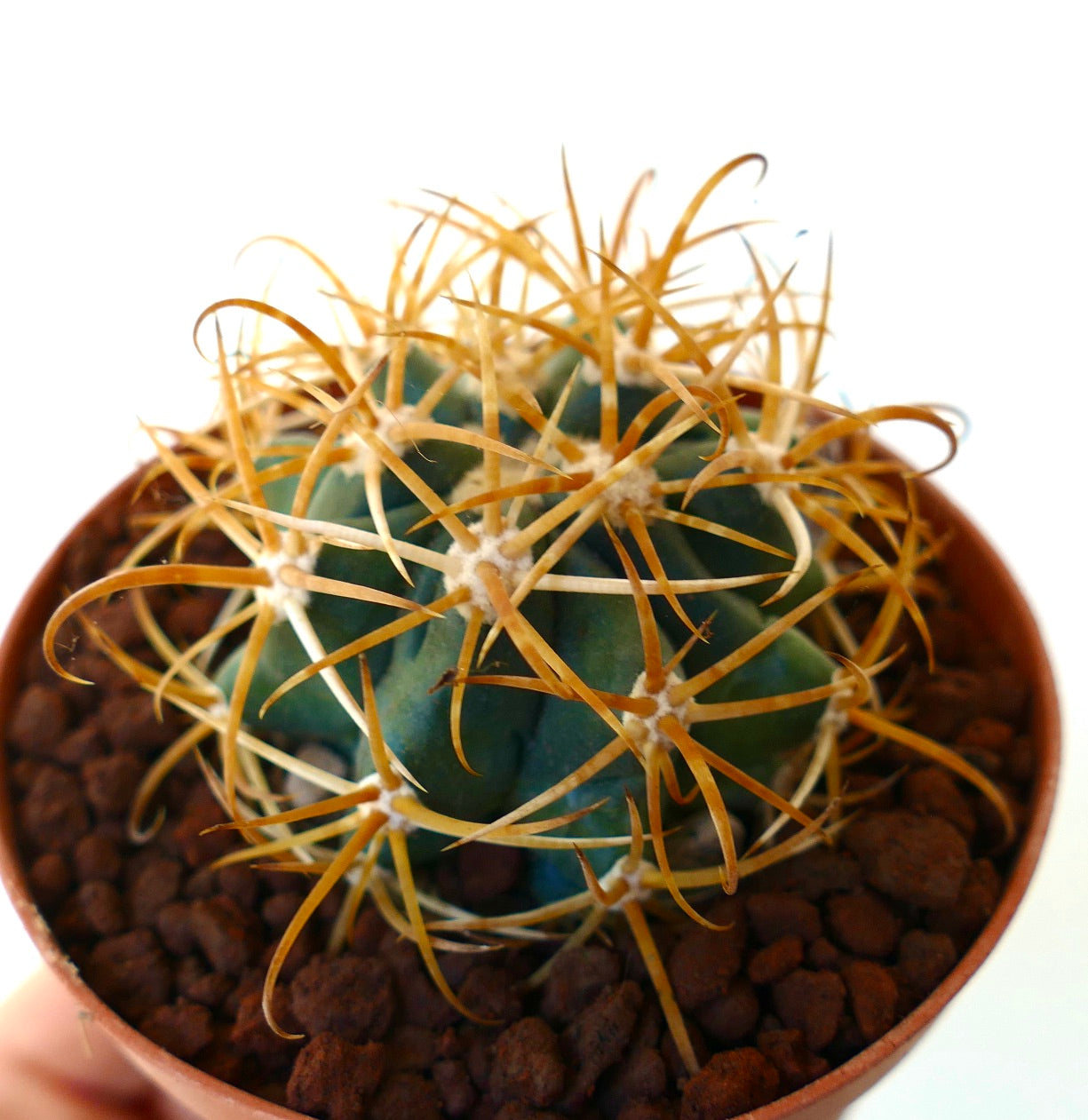 Ferocactus chrysacanthus YELLOW ORANGE SPINES