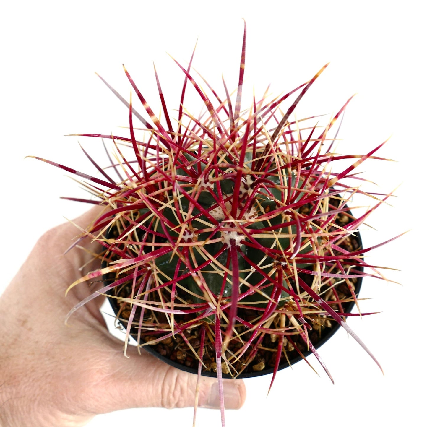 Ferocactus chrysacanthus x acanthodes cactus with vibrant red and yellow spines in small pot held by hand