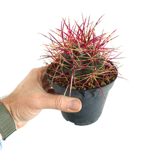 Ferocactus chrysacanthus x acanthodes small cactus with vibrant red spines in black nursery pot held by hand