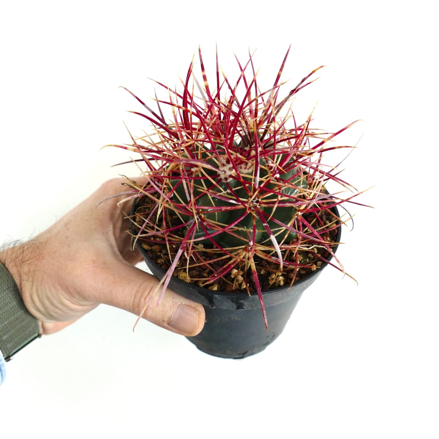 Ferocactus chrysacanthus x acanthodes small cactus with vibrant red and yellow spines in black pot