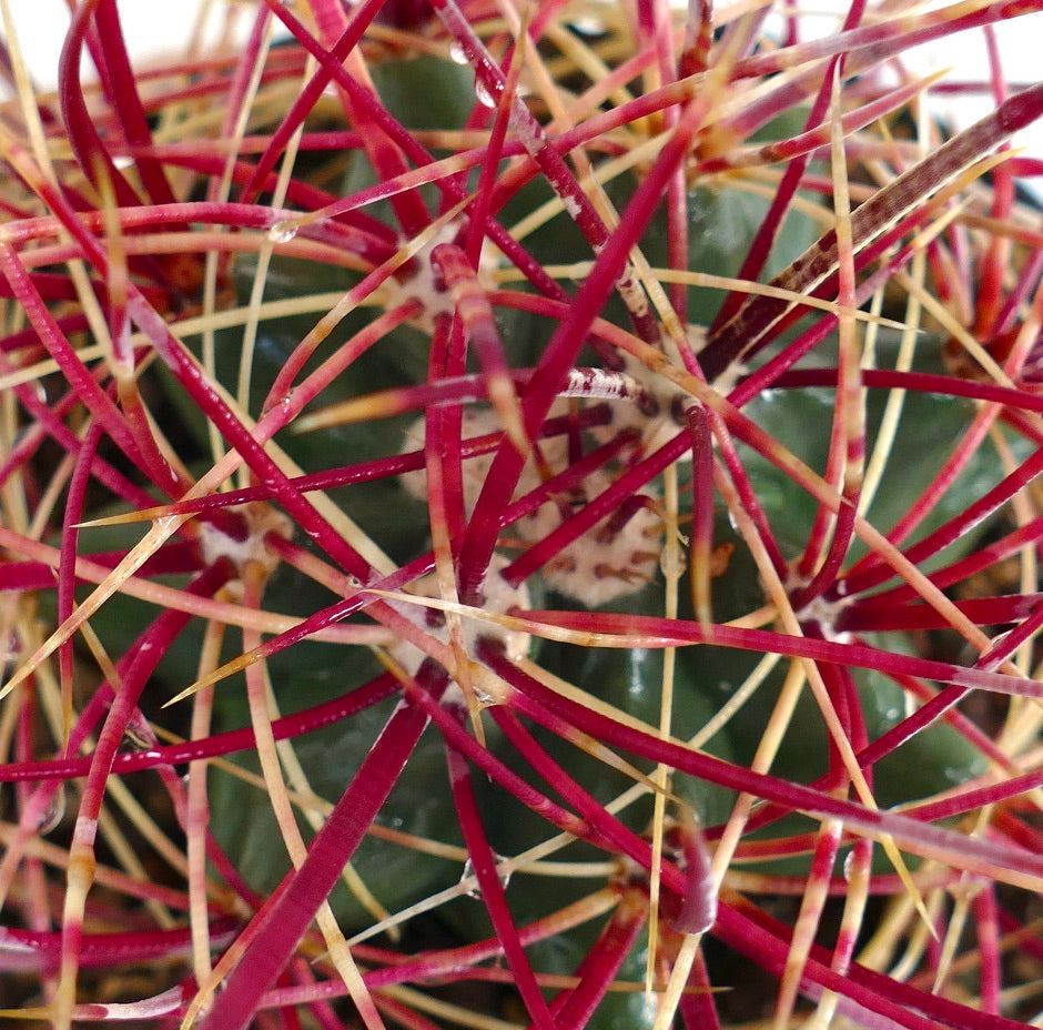 Ferocactus chrysacanthus x acanthodes cactus with dense red and yellow spines close-up