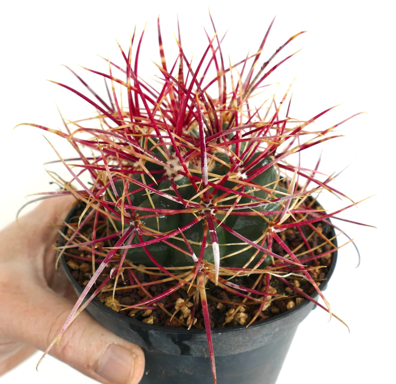 Ferocactus chrysacanthus x acanthodes small cactus with vibrant red and yellow spines in black pot