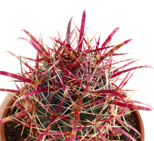 Ferocactus coloratus cactus with vibrant red and yellow long spines in terracotta pot