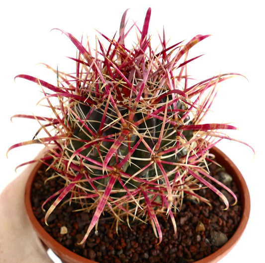 Ferocactus coloratus rare cactus with long curved red and beige spines in pot