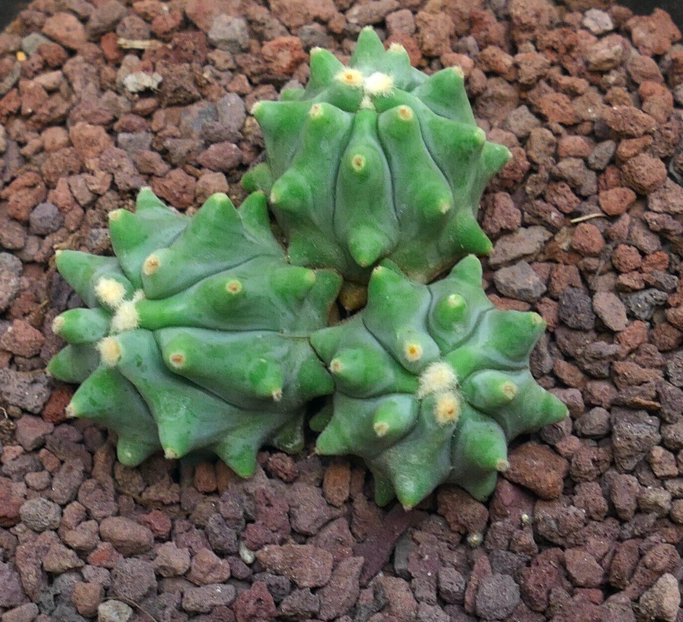 Ferocactus glaucescens cv URASAKI 1 PIANTA A TRE TESTE (ex Japan import) 25Y