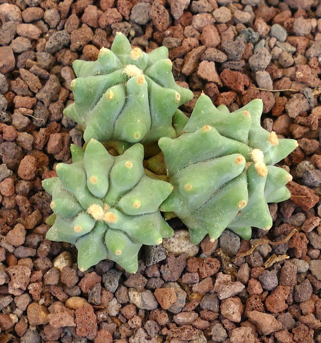 Ferocactus glaucescens cv URASAKI (ex Japan import) AI6