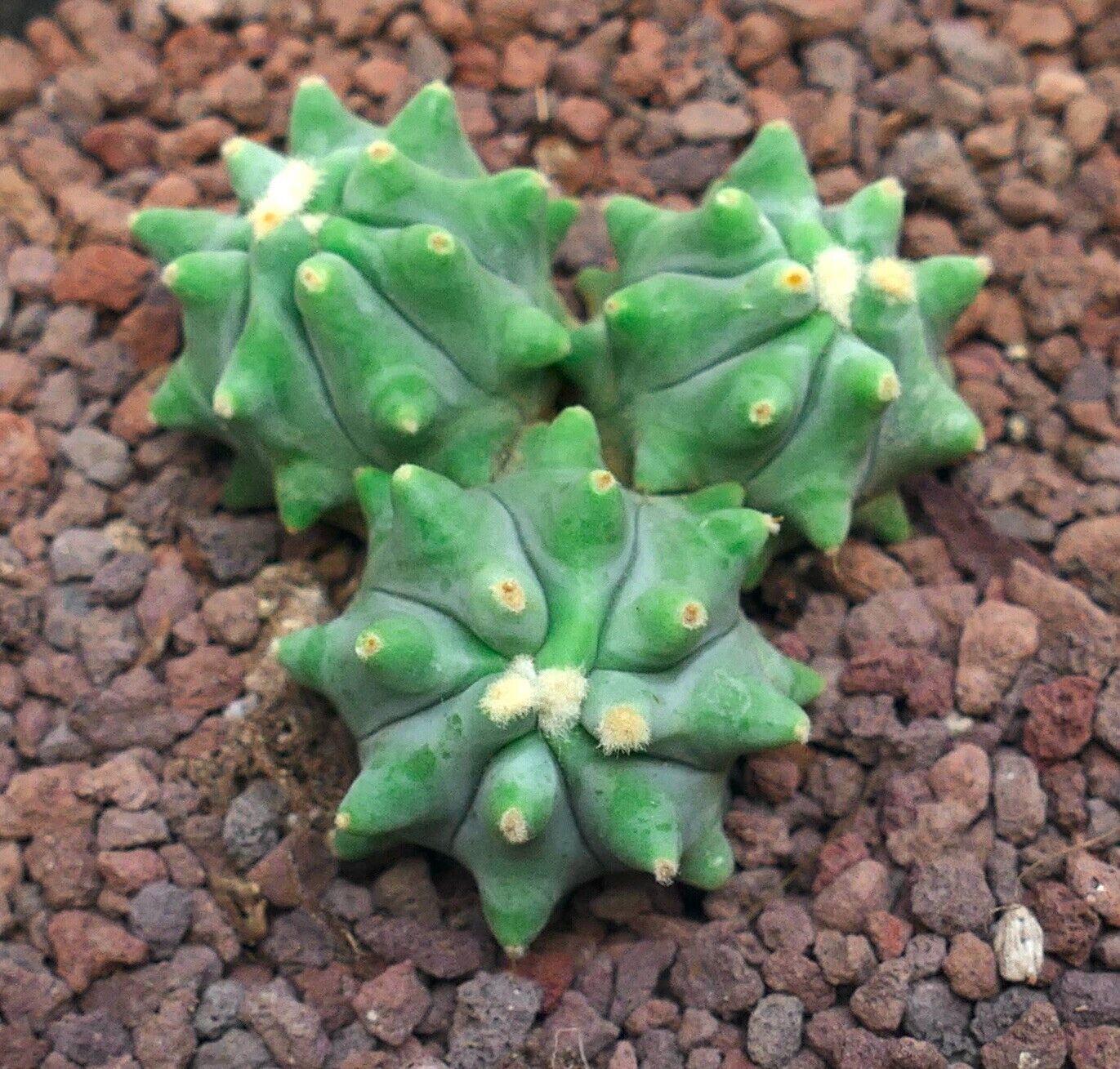 Ferocactus glaucescens cv URASAKI 1 PIANTA A TRE TESTE (ex Japan import) 25Y