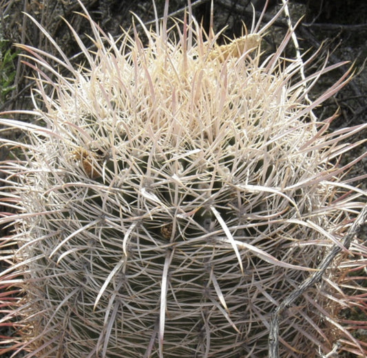 Ferocactus acanthodes var ALBISPINUS SEEDS