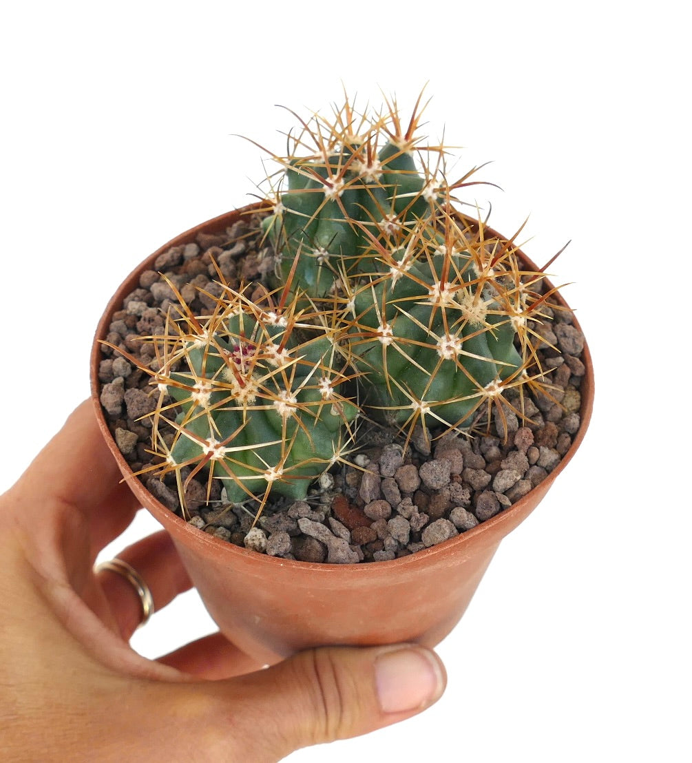 Ferocactus chrysacanthus cactus with dense vibrant red and yellow spines close-up