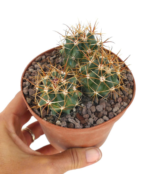 Ferocactus chrysacanthus cactus with dense vibrant red and yellow spines close-up