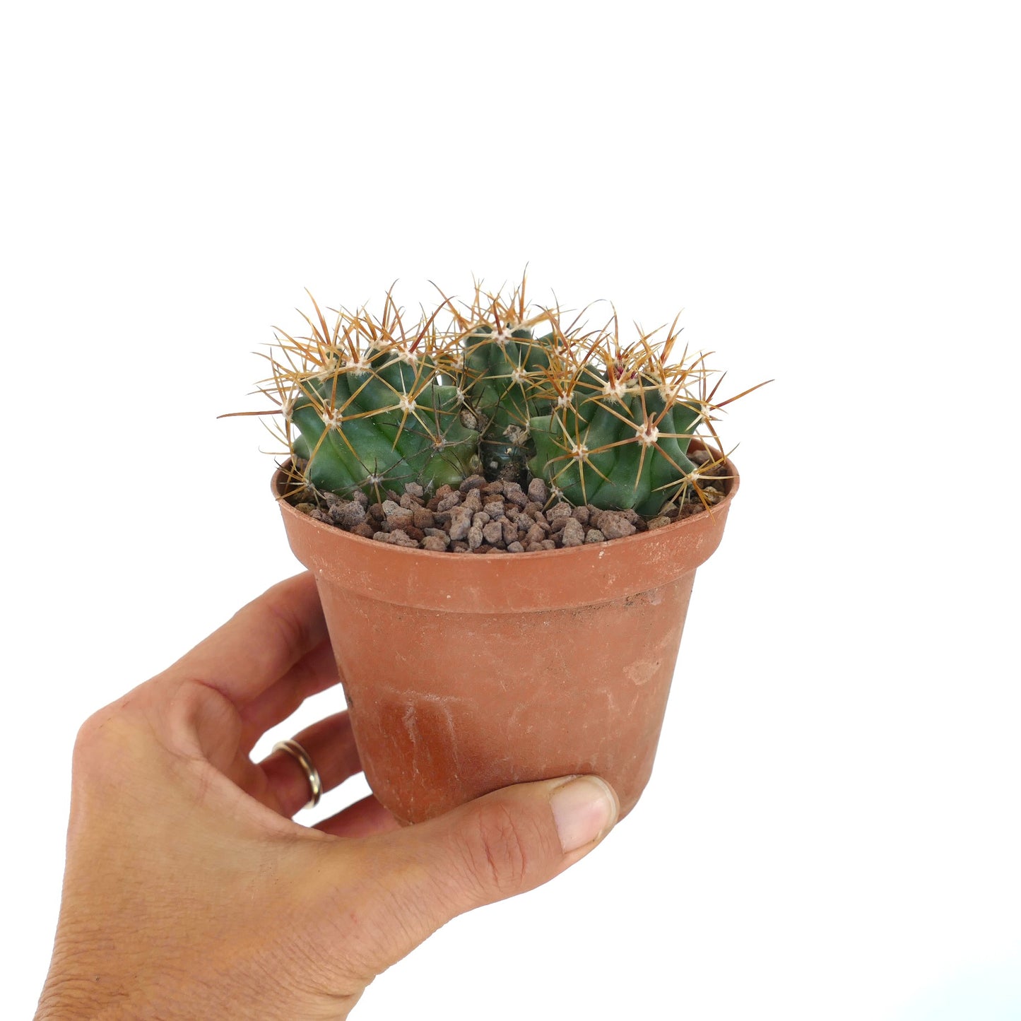 Ferocactus chrysacanthus dense cactus with vibrant red and yellow long spines close-up