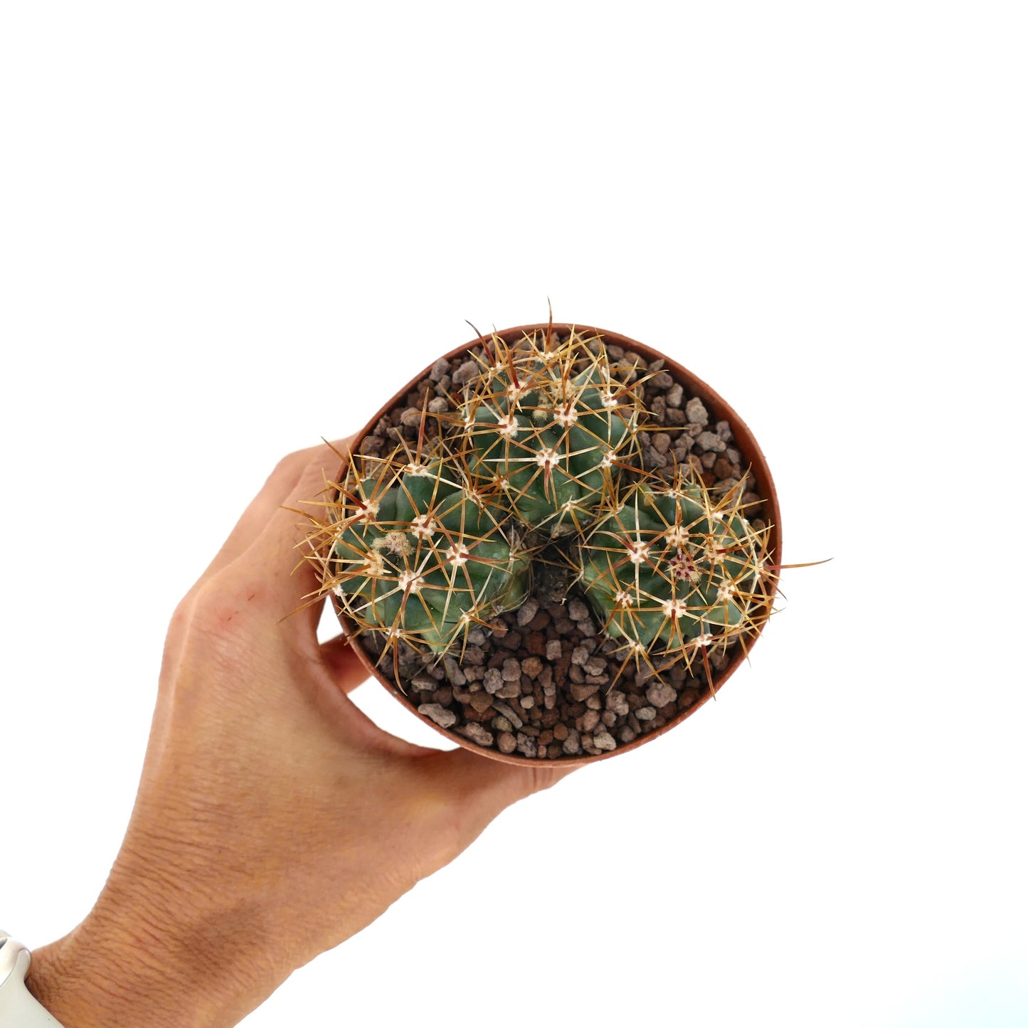 Ferocactus chrysacanthus cactus with dense vibrant red and yellow spines close-up
