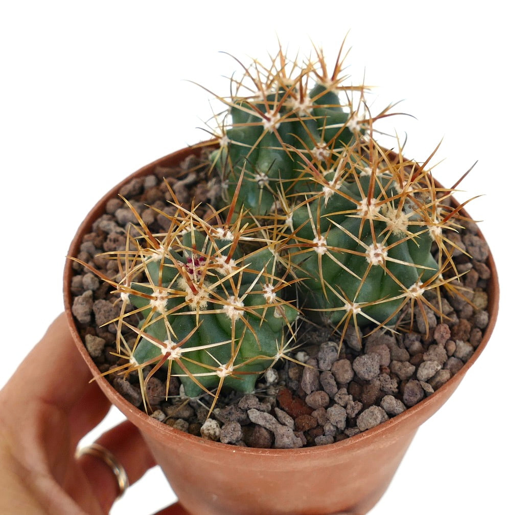 Ferocactus chrysacanthus vibrant cactus with dense red and yellow spines close-up