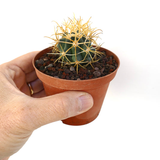 Ferocactus chrysacanthus succulent cactus with vibrant yellow spines in small pot held by hand