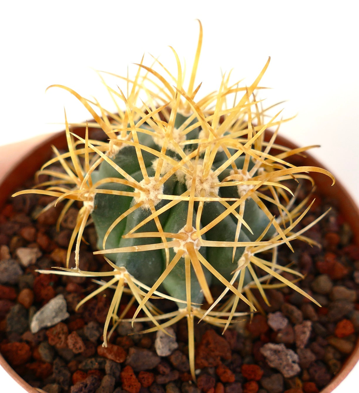 Ferocactus chrysacanthus vetplant cactus met lange gouden stekels in een kleine pot
