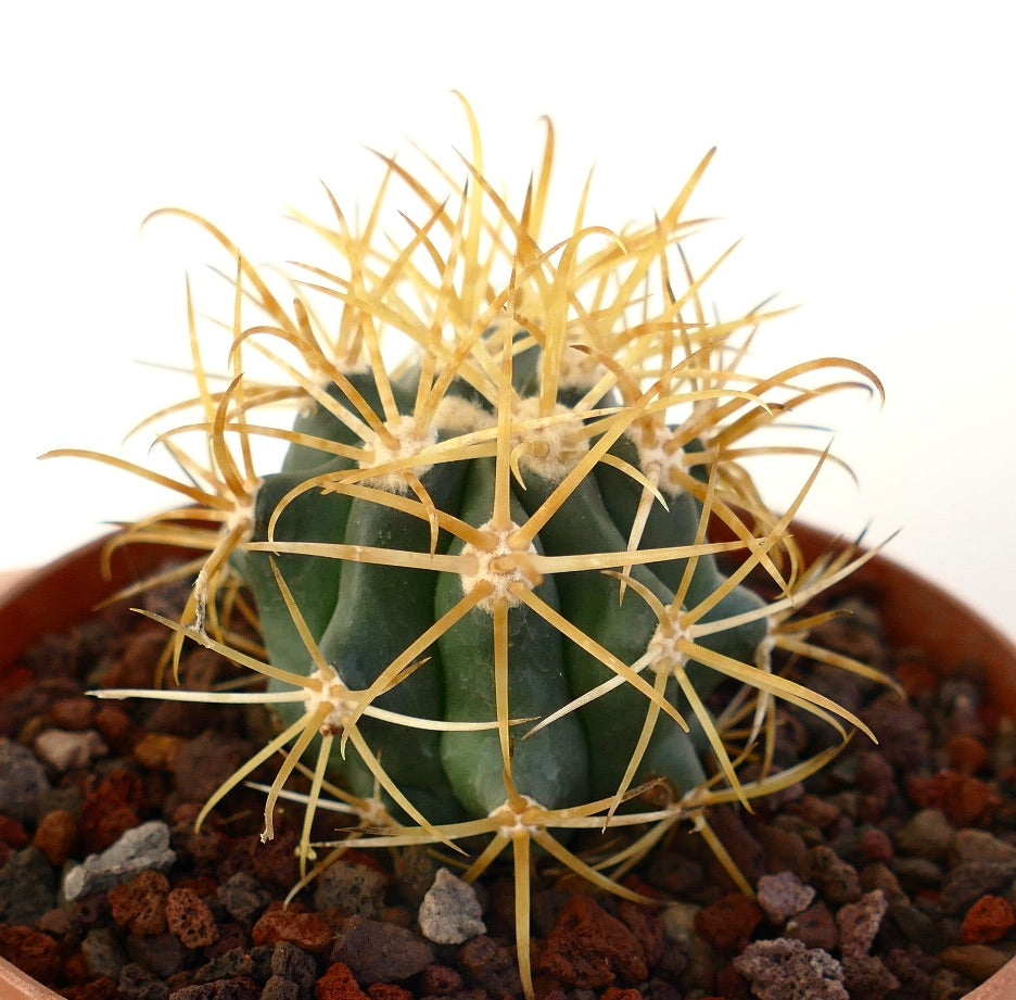 Ferocactus chrysacanthus vetplant met opvallende goudgele stekels in pot