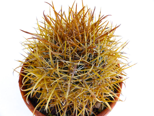 Ferocactus chrysacanthus dense round cactus with long golden-yellow spines in pot