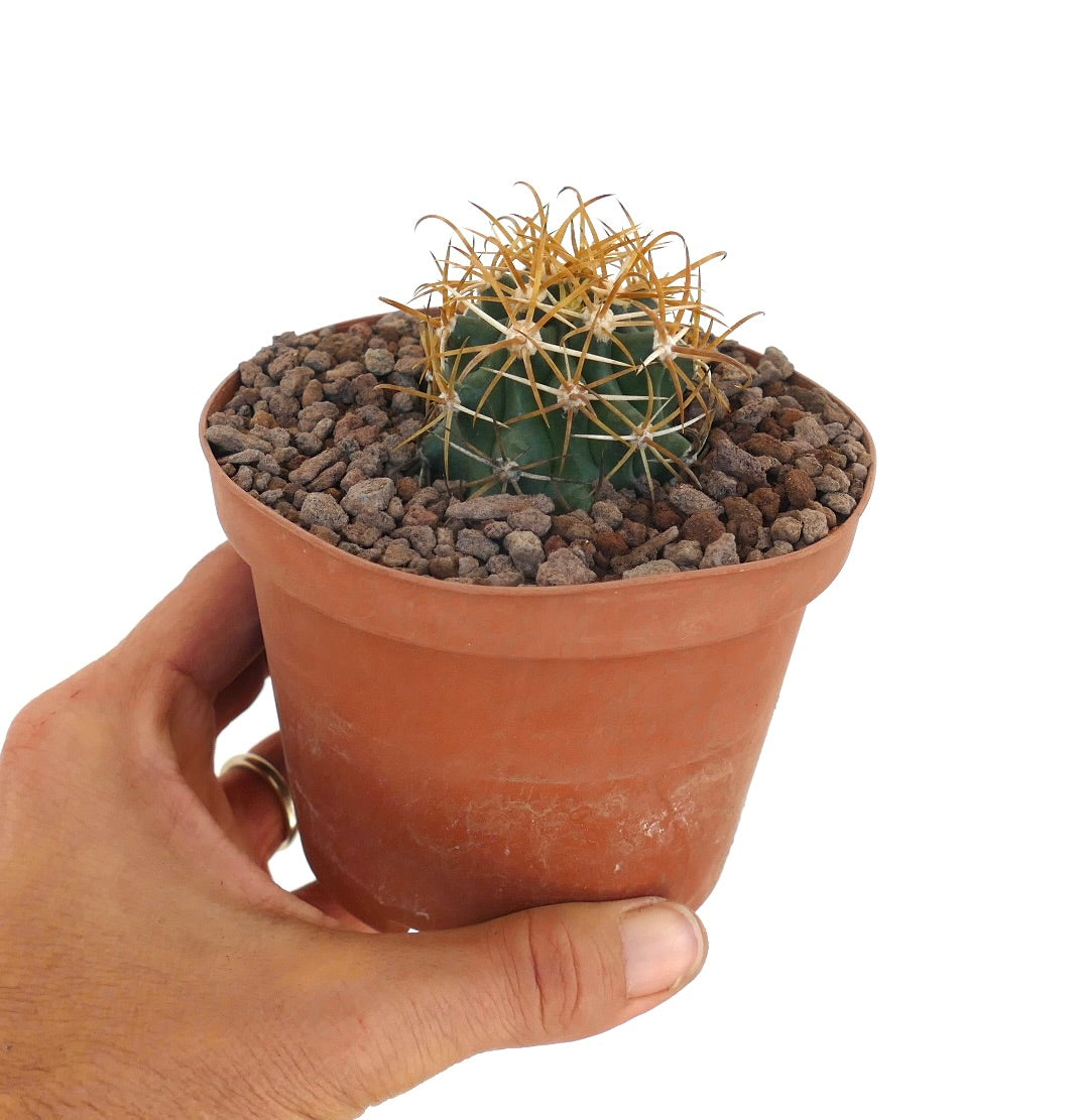 Ferocactus chrysacanthus dense golden spines round succulent cactus specimen in pot