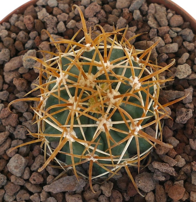 Ferocactus chrysacanthus cactus with dense golden-yellow spines in terracotta pot