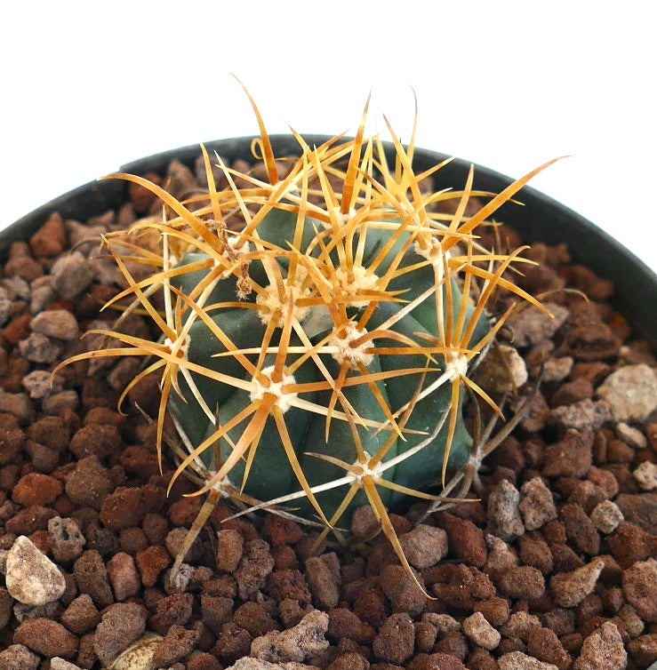 Ferocactus chrysacanthus cactus with dense golden-yellow sharp spines in pot