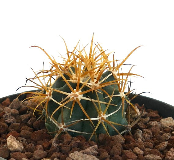 Ferocactus chrysacanthus dense round cactus with sharp golden-yellow spines in pot