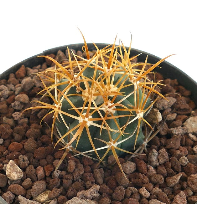 Ferocactus chrysacanthus dense cactus with golden yellow long sharp spines in pot