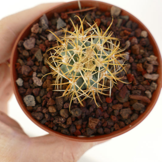 Ferocactus chrysacanthus small cactus with dense golden spines in terracotta pot