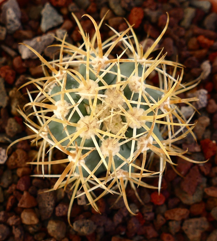 Ferocactus chrysacanthus cactus met lange gouden stekels en ronde groene stam succulent