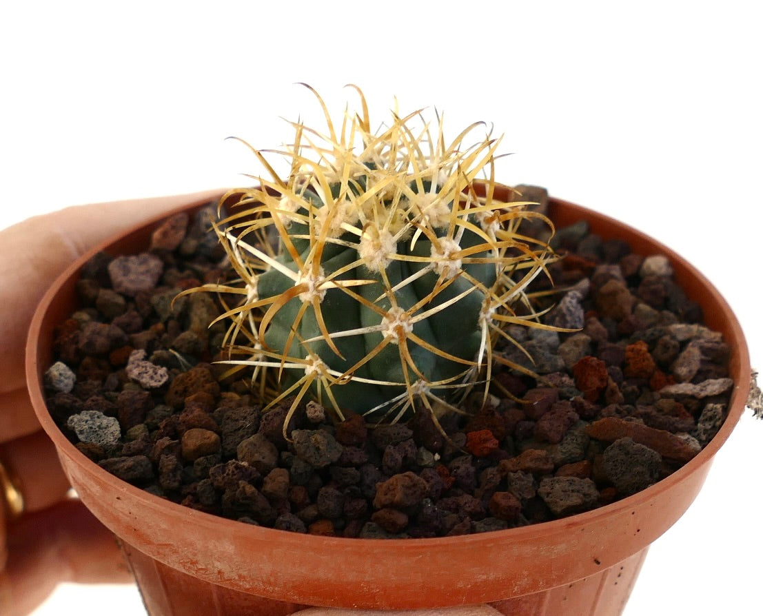 Ferocactus chrysacanthus kleine ronde cactus met dichte gouden stekels in pot