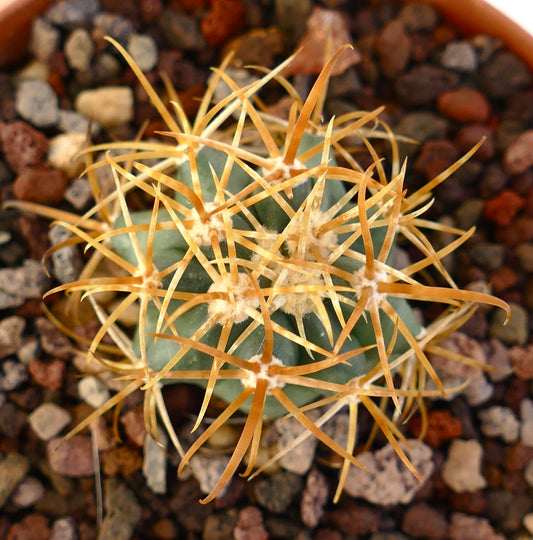 Ferocactus chrysacanthus small succulent cactus with long golden spines and rounded green body