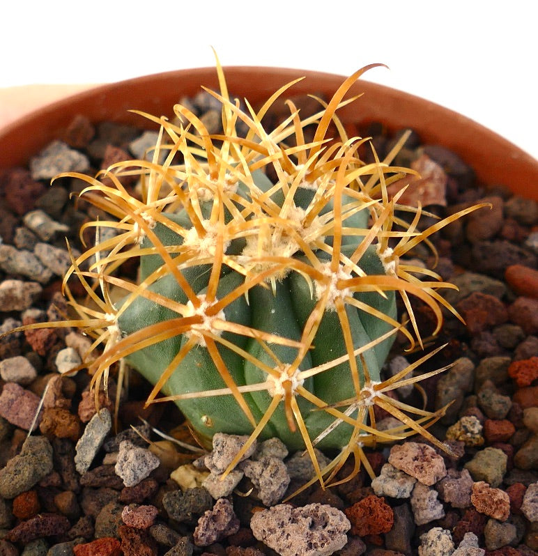 Ferocactus chrysacanthus succulent cactus with prominent golden spines and ribbed green body in pot