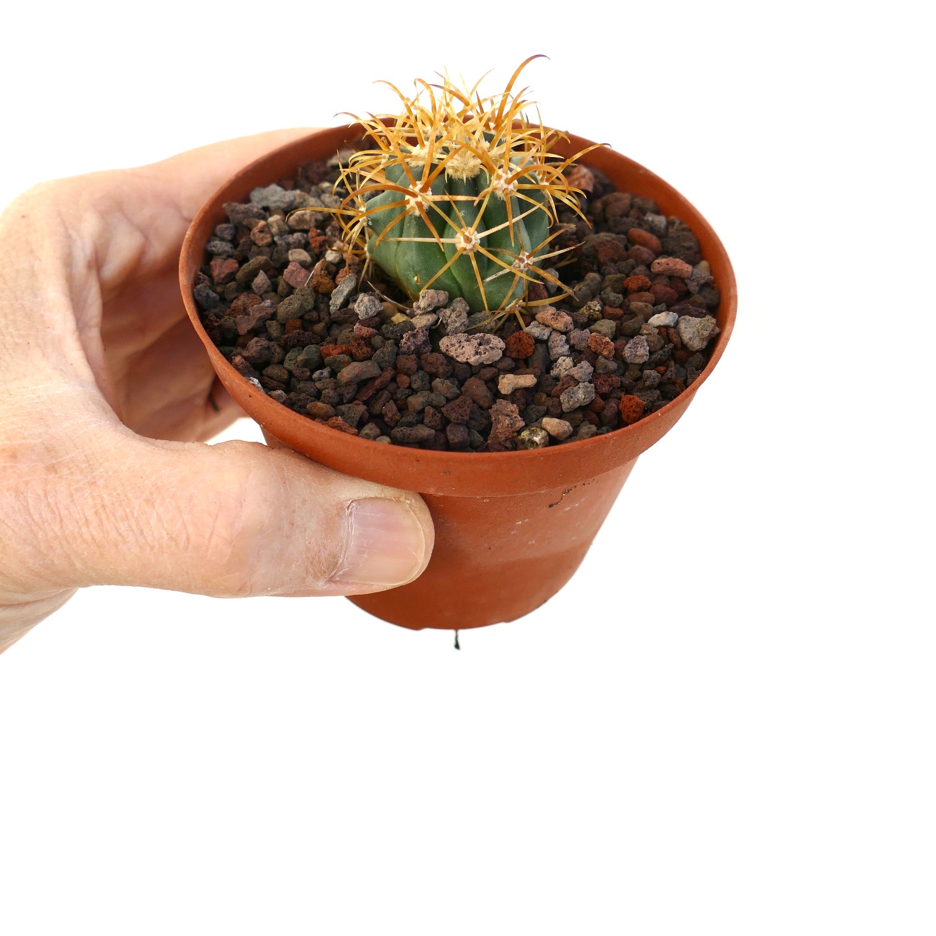 Ferocactus chrysacanthus small cactus with dense golden spines in terracotta pot