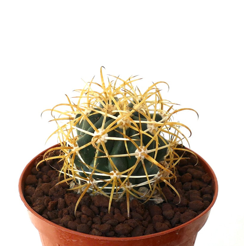 Ferocactus chrysacanthus GOLDEN SPINES
