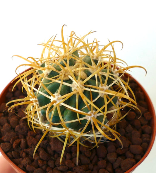 Ferocactus chrysacanthus GOLDEN SPINES