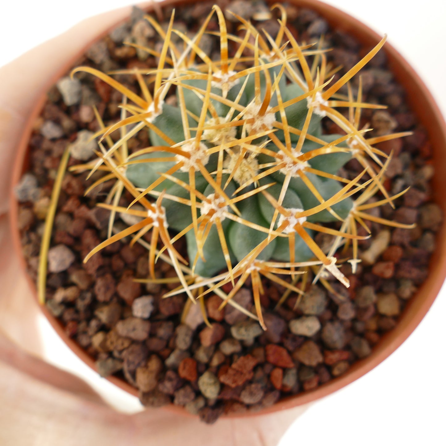Ferocactus chrysacanthus small cactus with long golden spines in terracotta pot