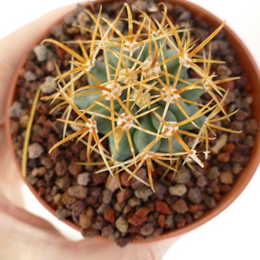 Ferocactus chrysacanthus small cactus with long golden spines in terracotta pot