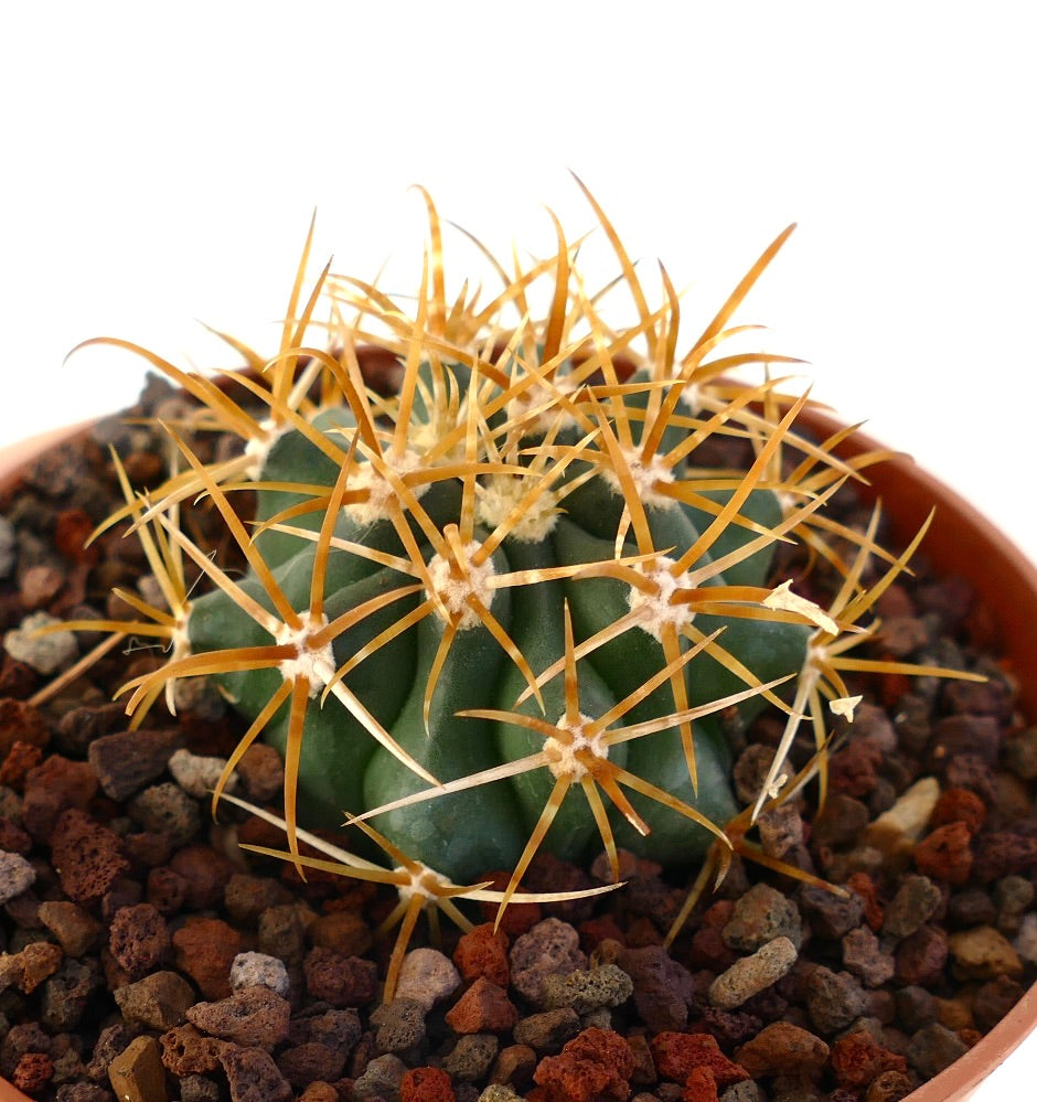Ferocactus chrysacanthus small succulent cactus with golden long spines and ribbed green body
