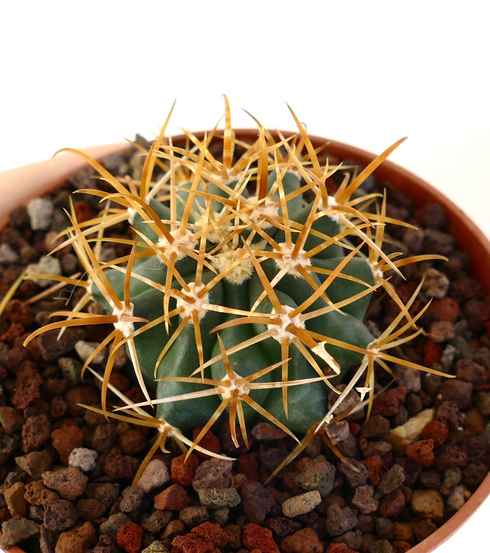 Ferocactus chrysacanthus succulent cactus with golden long spines and dark green ribbed body in pot