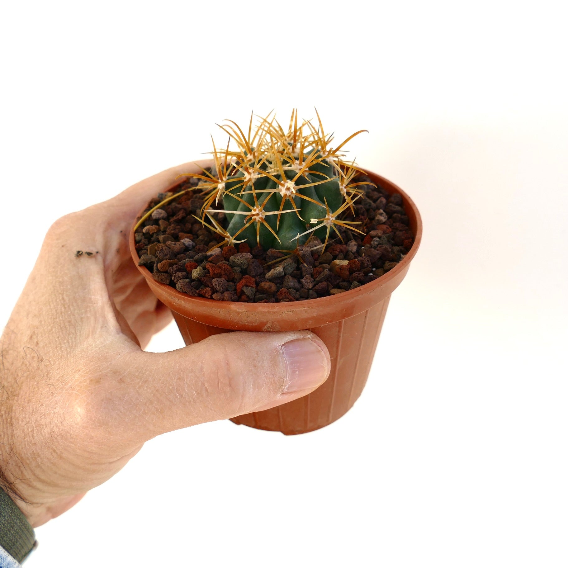 Ferocactus chrysacanthus small succulent cactus with golden spines in brown pot