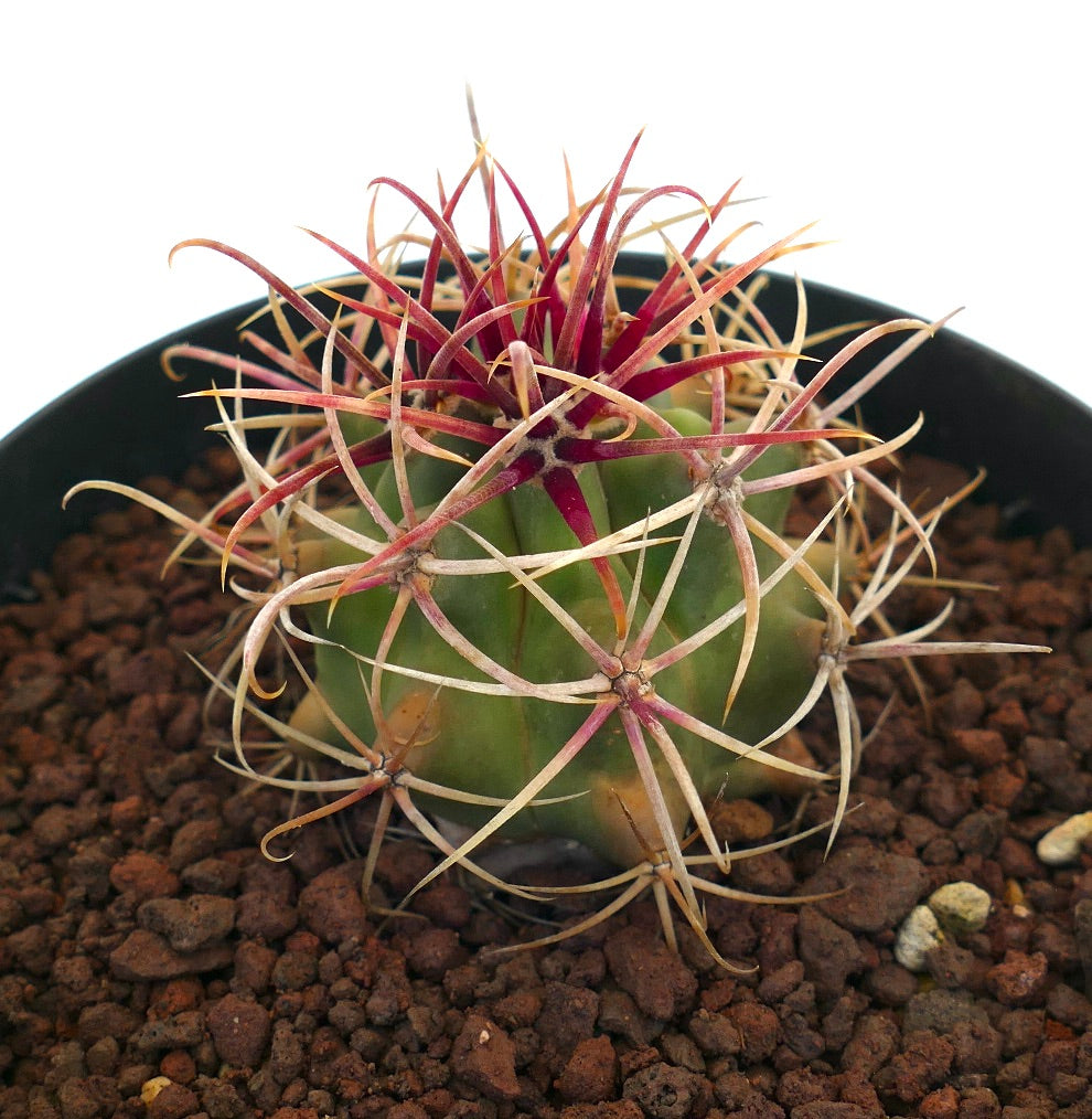 Ferocactus chrysacanthus liten sukkulent kaktus med levende røde og kremfargede lange torner i potte