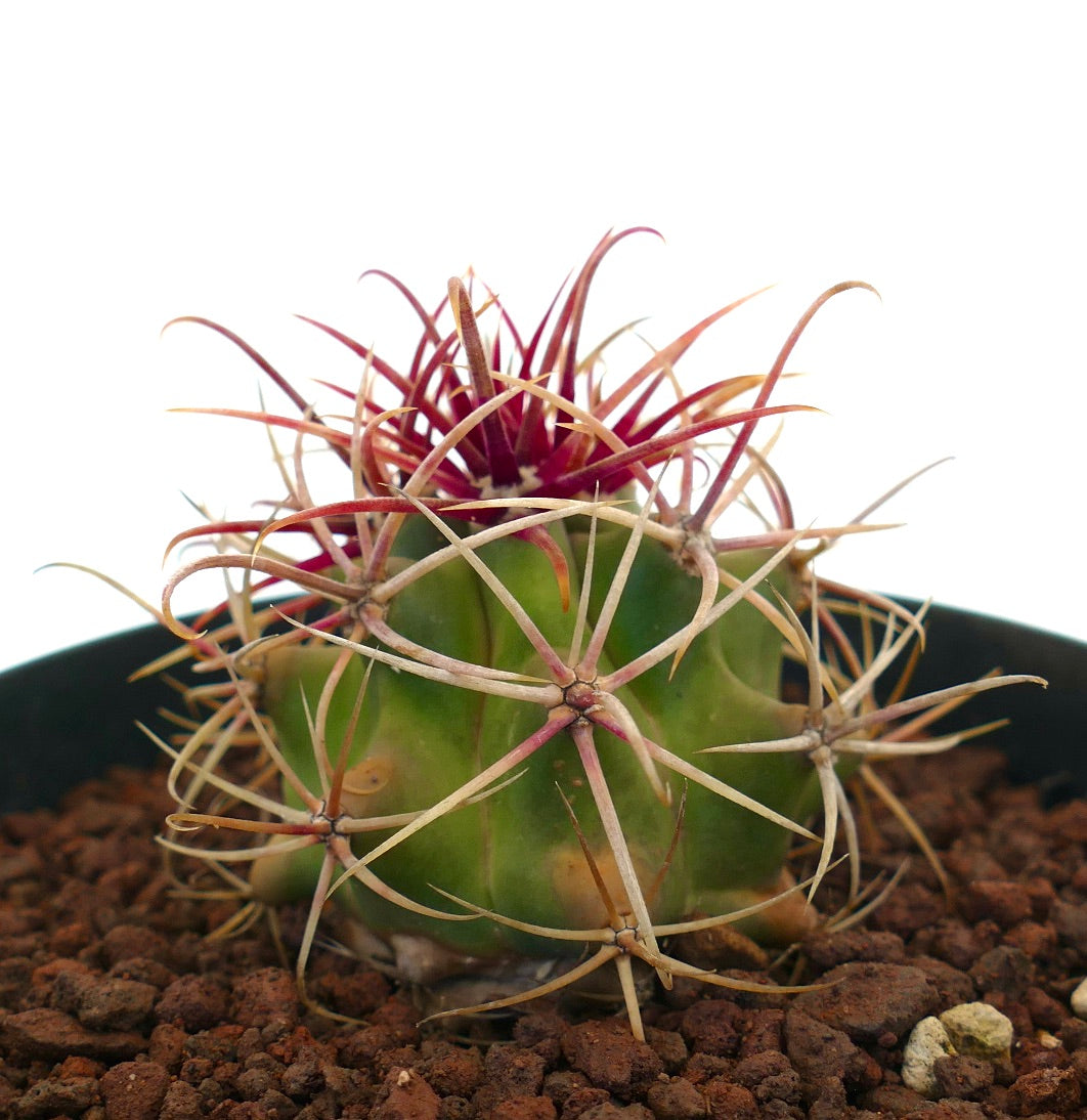 フェロカクタス・クリサカントゥス | Botanical Archive | ユニークな