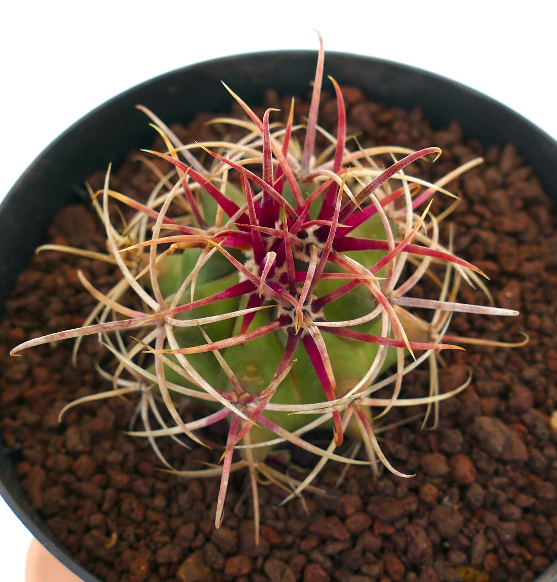 フェロカクタス・クリサカントゥス | Botanical Archive | ユニークな