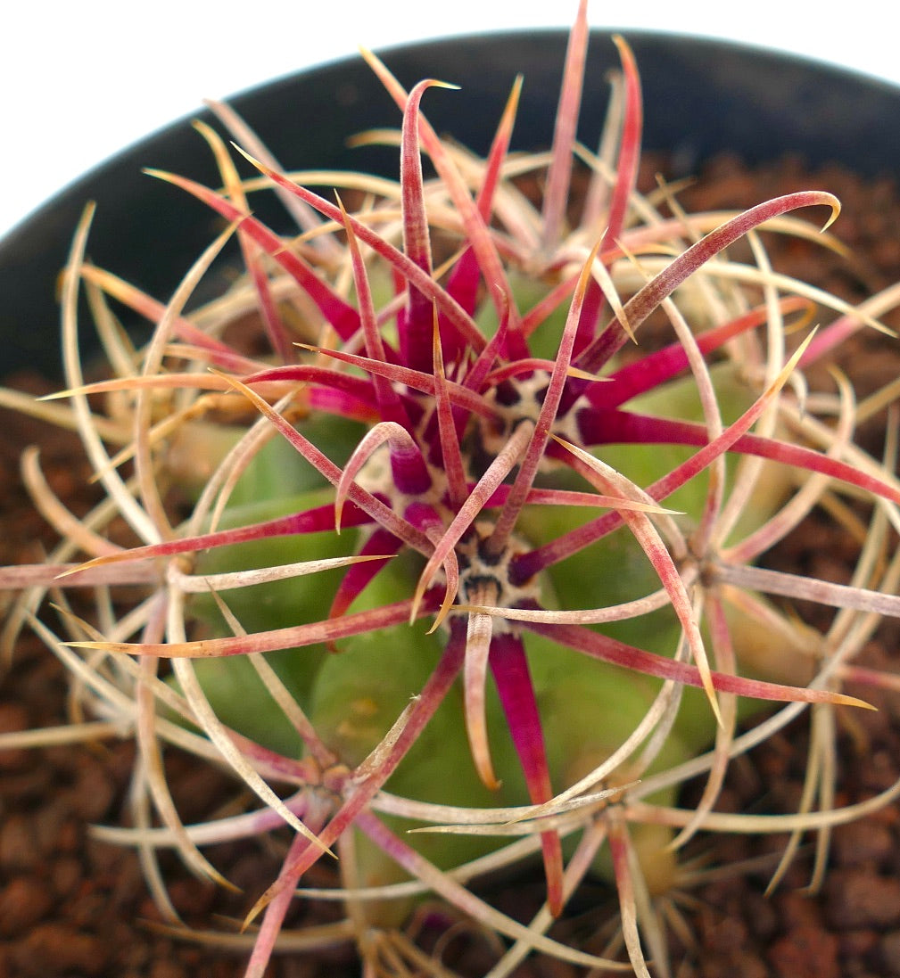 Ferocactus chrysacanthus-kaktus med livlige røde og kremfargede lange pigger i potte
